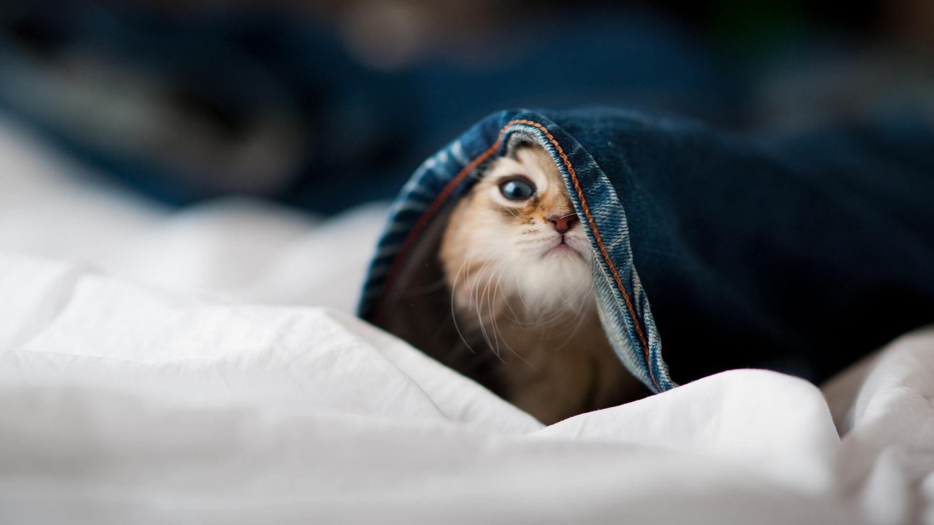 _猛龙新人崛起，主场逆转胜雷霆_，球员猛龙
