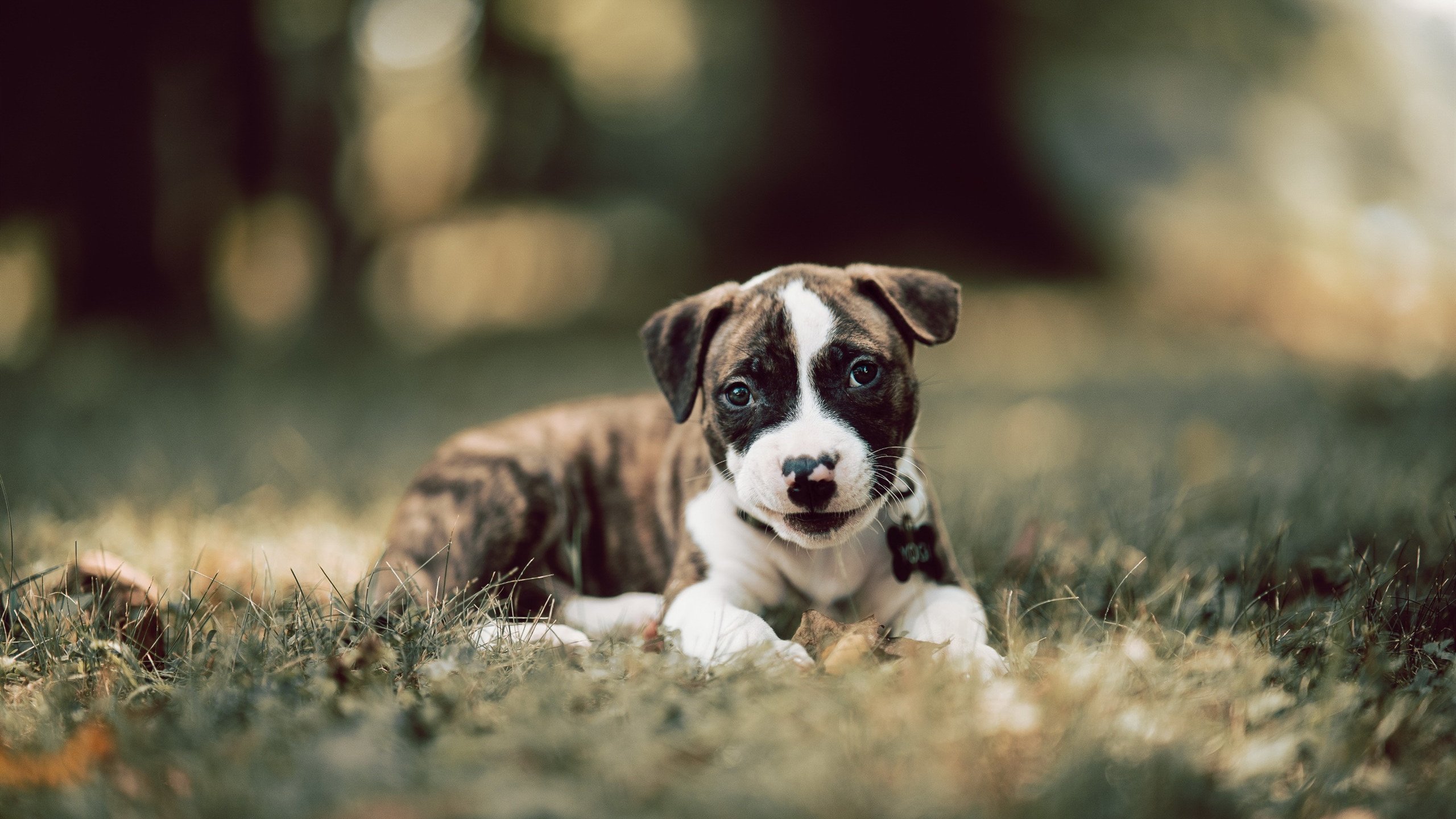 【青少年训练指南】入门到精通的训练路线图，青少年训练营有用吗