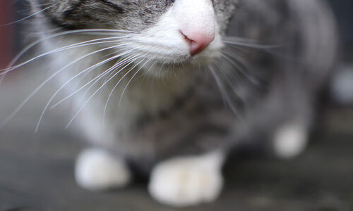 史上最亮丽“冠军夜”：荣耀瞬间熠熠生辉！，冠军叫啥