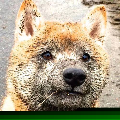 史上最亮丽“冠军夜”：荣耀瞬间熠熠生辉！，冠军叫啥