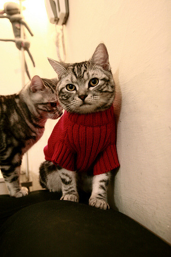 九游体育网站入口-史上最亮丽“冠军夜”：荣耀瞬间熠熠生辉！，冠军叫啥