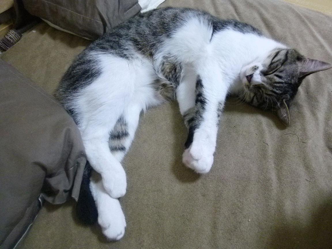 九游电子竞技-史上最珍贵的“冠军奖杯”背后故事，冠军的奖杯叫什么