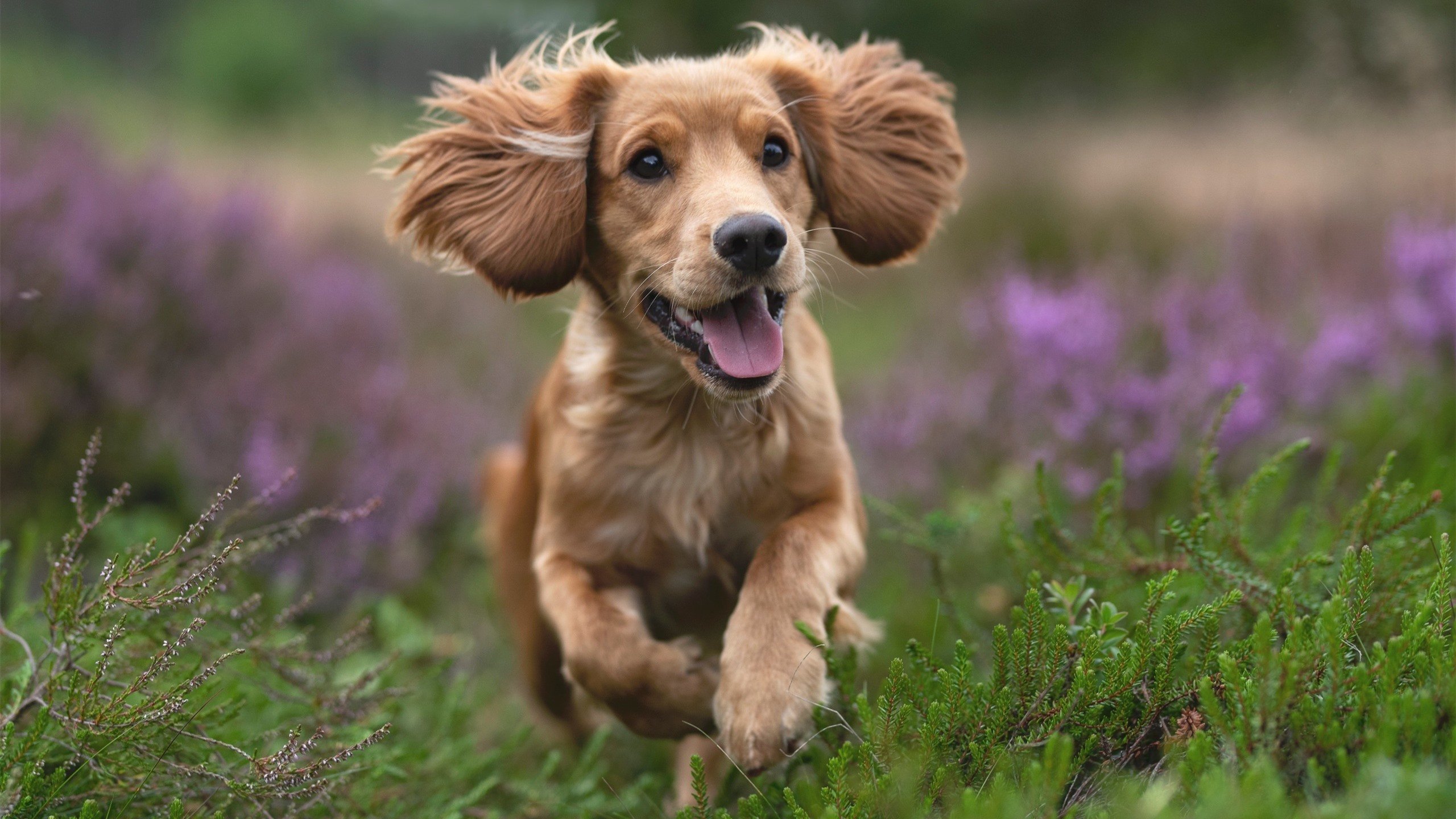 意甲激战，专家点评战术调整，意甲冲突